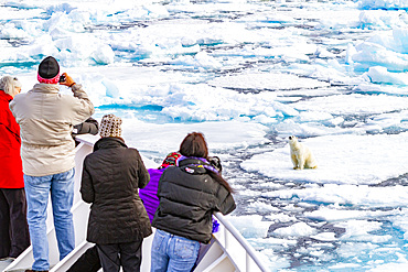 A curious young polar bear (Ursus maritimus) approaches the National Geographic Explorer in the Svalbard Archipelago, Norway, Arctic, Europe