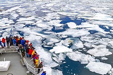 A curious young polar bear (Ursus maritimus) approaches the National Geographic Explorer in the Svalbard Archipelago, Norway.