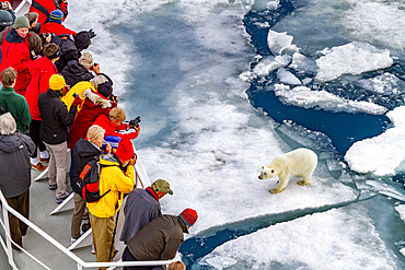 A curious young polar bear (Ursus maritimus) approaches the National Geographic Explorer in the Svalbard Archipelago, Norway, Arctic, Europe