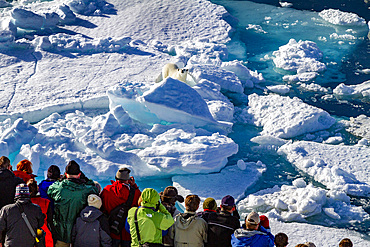 A curious young polar bear (Ursus maritimus) approaches the National Geographic Explorer in the Svalbard Archipelago, Norway.