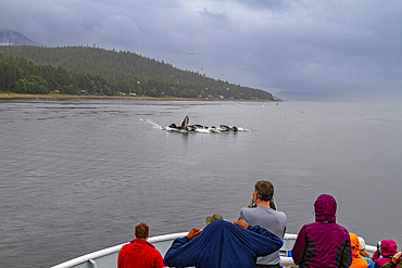 Lindblad guests watching adult humpback whales (Megaptera novaeangliae) co-operatively bubble-net feeding near Tenakee Springs, Southeast Alaska, USA. Pacific Ocean.