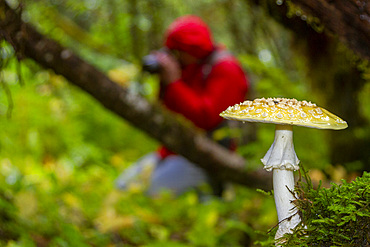 Guest from the Lindblad Expeditions ship National Geographic Sea Bird behind a mushroom or toadstool in Southeast Alaska, United States of America, North America