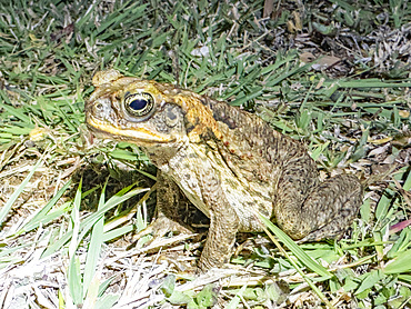 An introduced adult cane toad (Rhinella marina), at night on the Volivoli Resort grounds on Viti Levu, Fiji, South Pacific, Pacific