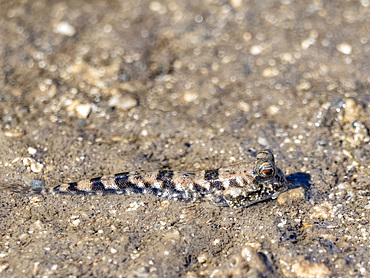 Adult barred mudskipper (Periophthalmus argentitineatus), at night on the Volivoli Resort grounds on Viti Levu, Fiji, South Pacific, Pacific