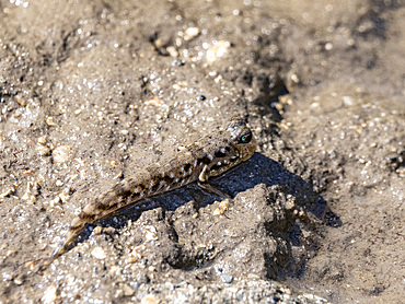 Adult barred mudskipper (Periophthalmus argentitineatus), at night on the Volivoli Resort grounds on Viti Levu, Fiji, South Pacific, Pacific