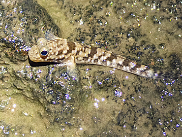 Adult barred mudskipper (Periophthalmus argentitineatus), at night on the Volivoli Resort grounds on Viti Levu, Fiji, South Pacific, Pacific