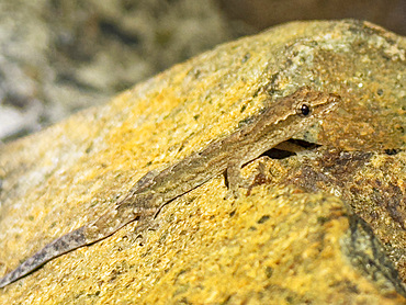 Adult mourning gecko (Lepidodactylus lugubris), at night on the Volivoli Resort grounds on Viti Levu, Fiji, South Pacific, Pacific