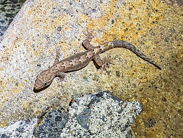 Adult mourning gecko (Lepidodactylus lugubris), at night on the Volivoli Resort grounds on Viti Levu, Fiji, South Pacific, Pacific