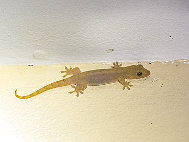 Adult voracious gecko (Gehyra vorax), at night on the Volivoli Resort grounds on Viti Levu, Fiji, South Pacific, Pacific