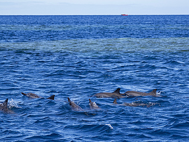 Spinner dolphin pod (Stenella longirostris), swimming near the Volivoli Resort grounds on Viti Levu, Fiji, South Pacific, Pacific