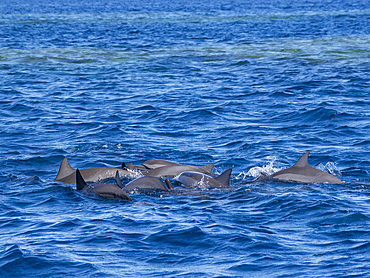 Spinner dolphin pod (Stenella longirostris), swimming near the Volivoli Resort grounds on Viti Levu, Fiji, South Pacific, Pacific