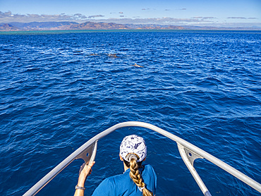 Tourist with spinner dolphin pod (Stenella longirostris), swimming near the Volivoli Resort grounds on Viti Levu, Fiji, South Pacific, Pacific