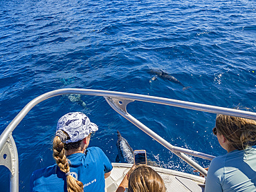 Tourists with spinner dolphin pod (Stenella longirostris), swimming near the Volivoli Resort grounds on Viti Levu, Fiji, South Pacific, Pacific