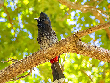 Red-vented bulbul (Pycnonotus cafer), at the Volivoli Resort grounds on Viti Levu, Fiji, South Pacific, Pacific