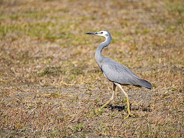 White-faced heron (Egretta novaehollandiae), looking for insects at the Volivoli Resort grounds on Viti Levu, Fiji, South Pacific, Pacific