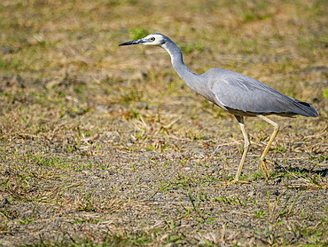 White-faced heron (Egretta novaehollandiae), looking for insects at the Volivoli Resort grounds on Viti Levu, Fiji, South Pacific, Pacific