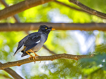 Jungle myna (Acridotheres fuscus), looking for insects at the Volivoli Resort grounds on Viti Levu, Fiji, South Pacific, Pacific