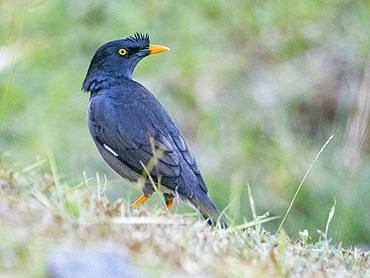 Jungle myna (Acridotheres fuscus), looking for water at the Volivoli Resort grounds on Viti Levu, Fiji, South Pacific, Pacific