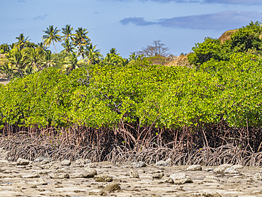 Red mangrove plants (Rhizophora mangle), at low tide near the Volivoli Resort grounds on Viti Levu, Fiji, South Pacific, Pacific