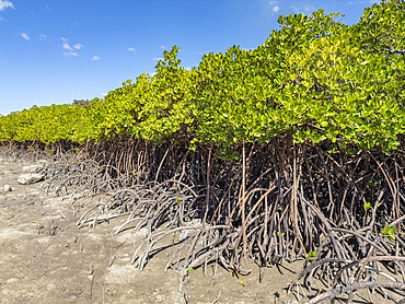 Red mangrove plants (Rhizophora mangle), at low tide near the Volivoli Resort grounds on Viti Levu, Fiji, South Pacific, Pacific