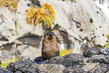 Subantarctic fur seal (Arctocephalus tropicalis) hauled out on the shore of Nightingale Island, Tristan da Cunha Island Group, South Atlantic Ocean