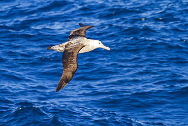 Adult wandering albatross (Diomedea exulans) in flight near the Tristan da Cunha Group, South Atlantic Ocean.