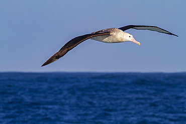 Adult wandering albatross (Diomedea exulans) in flight near the Tristan da Cunha Group, South Atlantic Ocean.