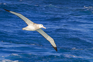 Adult wandering albatross (Diomedea exulans) in flight near the Tristan da Cunha Group, South Atlantic Ocean.