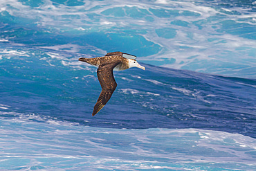 Adult wandering albatross (Diomedea exulans) in flight near the Tristan da Cunha Group, South Atlantic Ocean