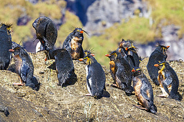 Northern rockhopper penguins (Eudyptes moseleyi) covered in spilled oil from the wreck of the MS Oliva, Nightingale island, Tristan da Cunha Group, South Atlantic Ocean