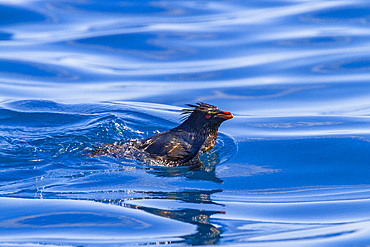 Northern rockhopper penguin (Eudyptes moseleyi) covered in spilled oil from the wreck of the MS Oliva, Nightingale island, Tristan da Cunha Group, South Atlantic Ocean