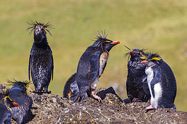 Northern rockhopper penguins (Eudyptes moseleyi) covered in spilled oil from the wreck of the MS Oliva, Nightingale island, Tristan da Cunha Group, South Atlantic Ocean