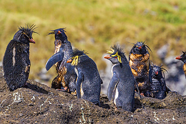 Northern rockhopper penguins (Eudyptes moseleyi) covered in spilled oil from the wreck of the MS Oliva, Nightingale island, Tristan da Cunha Group, South Atlantic Ocean