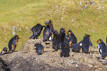 Northern rockhopper penguins (Eudyptes moseleyi) covered in spilled oil from the wreck of the MS Oliva, Nightingale island, Tristan da Cunha Group, South Atlantic Ocean