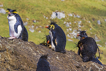 Northern rockhopper penguins (Eudyptes moseleyi) covered in spilled oil from the wreck of the MS Oliva, Nightingale island, Tristan da Cunha Group, South Atlantic Ocean