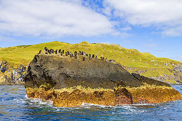 Northern rockhopper penguins (Eudyptes moseleyi) covered in spilled oil from the wreck of the MS Oliva, Nightingale island, Tristan da Cunha Group, South Atlantic Ocean