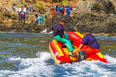 Crew from the rescue tug Smit Amandla from South Africa at the wreck of the MS Oliva on Nightingale island, Tristan da Cunha Group, South Atlantic Ocean