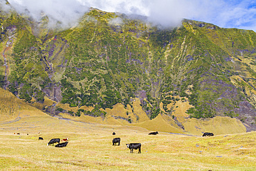 View of the potato patch on Tristan da Cunha, the most remote inhabited location on Earth, Tristan da Cunha, South Atlantic Ocean