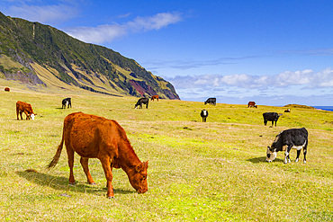 View of the potato patch on Tristan da Cunha, the most remote inhabited location on Earth, Tristan da Cunha, South Atlantic Ocean