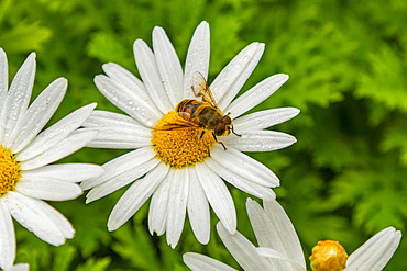 Macro view of insect on a daisy flower from the trail of Diana's Peak National Park on Saint Helena, South Atlantic Ocean