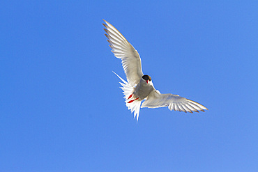 Adult Antarctic tern (Sterna vittata) in flight near Tristan da Cunha, South Atlantic Ocean