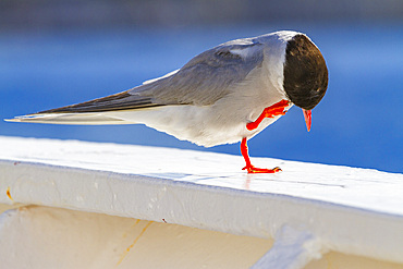 Adult Antarctic tern (Sterna vittata) resting on ship's rail near Tristan da Cunha, South Atlantic Ocean