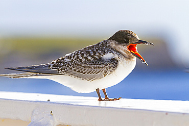 Juvenile Antarctic tern (Sterna vittata) resting on ship's rail near Tristan da Cunha, South Atlantic Ocean