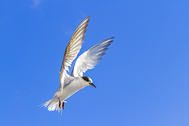 Juvenile Antarctic tern (Sterna vittata) in flight near Tristan da Cunha, South Atlantic Ocean