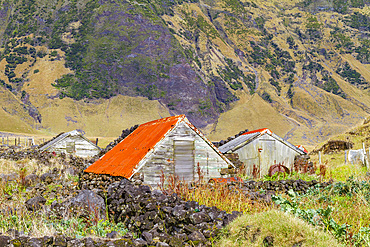 View of the potato patch on Tristan da Cunha, the most remote inhabited location on Earth, Tristan da Cunha, South Atlantic Ocean