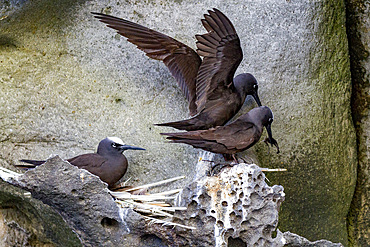 Adult black noddy (Anous minutus) breeding site on Boatswain Bird Island just off Ascension island, South Atlantic Ocean