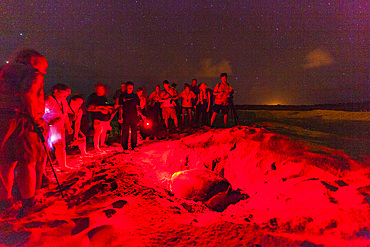 Tourists at Green Sea Turtle (Chelonia mydas) nesting site at night on Long Beach on Ascension Island, Tropical Atlantic Ocean, South Atlantic Ocean