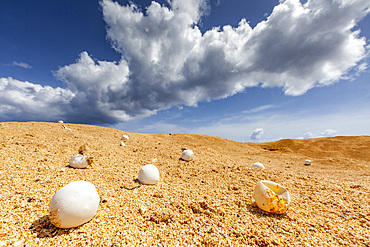 Green sea turtle (Chelonia mydas) eggs uncovered from another female laying eggs the previous night Ascension Island.