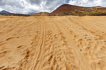 Green sea turtle (Chelonia mydas) tracks left from a female laying eggs the previous night on Long Beach on Ascension Island, South Atlantic Ocean