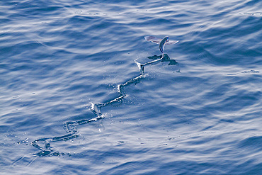 Flying fish from the family Exocoetidae take flight as the ship flushes them just off Ascension Island in the southern tropical Atlantic Ocean, South Atlantic Ocean